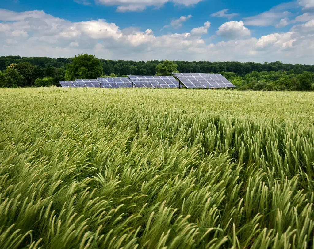 Rows of solar panels stand in a green field of tall grass, with a line of trees and a blue sky with scattered clouds in the background.